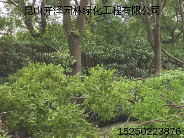 靠谱的昆山绿化养护/昆山绿化行业内知名厂家